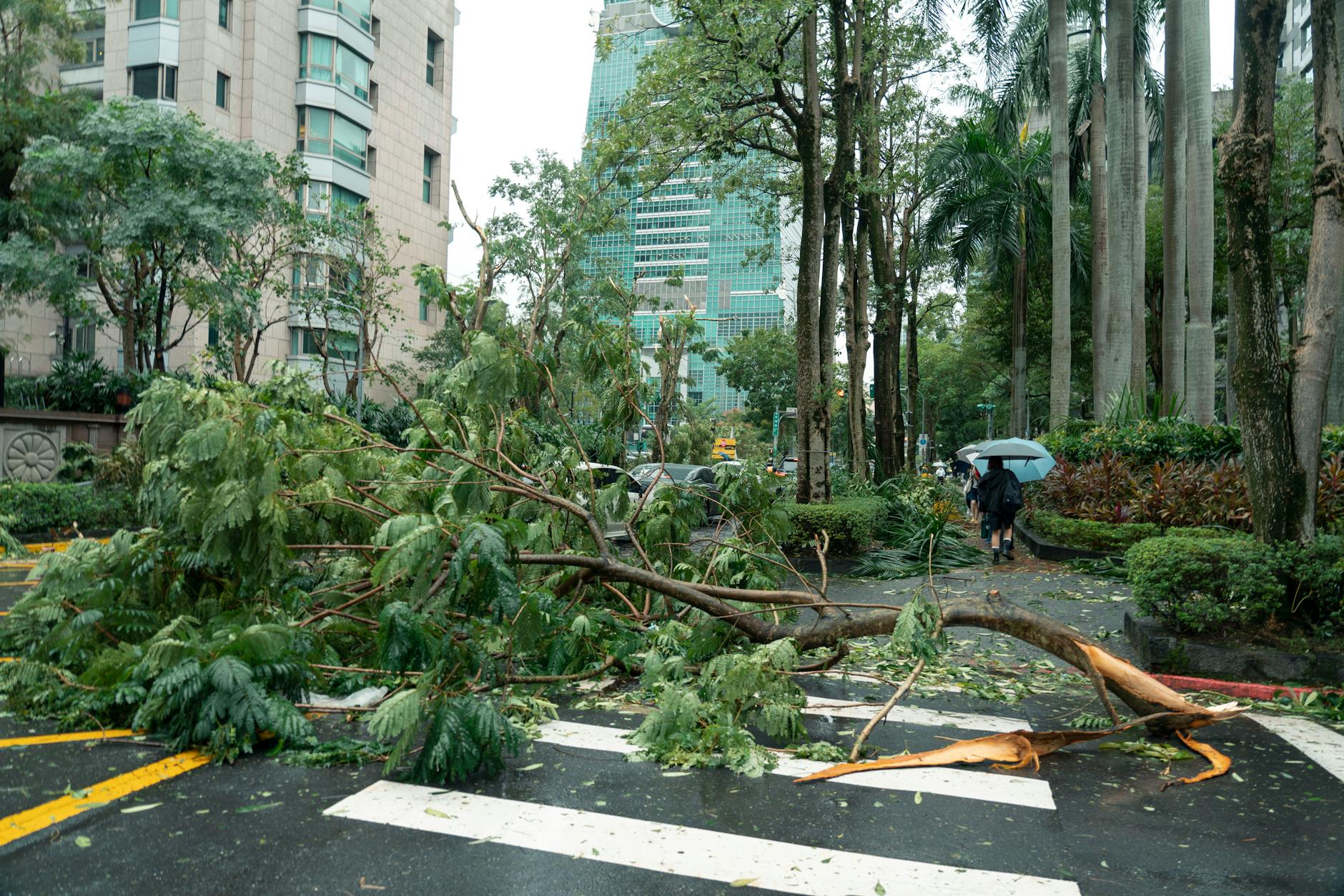 Photo by Jimmy Liao | via Pexels | License: Pexels License | https://www.pexels.com/photo/typhoon-aftermath-in-taipei-with-uprooted-trees-29215726/