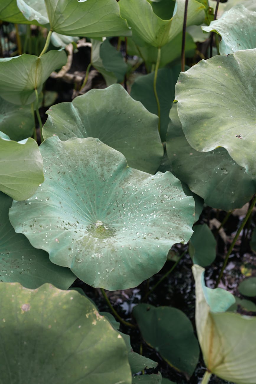 Photo by Cheng Shi Song | via Pexels | License: Pexels License | https://www.pexels.com/photo/vibrant-green-lotus-leaves-in-nanjing-china-33871758/