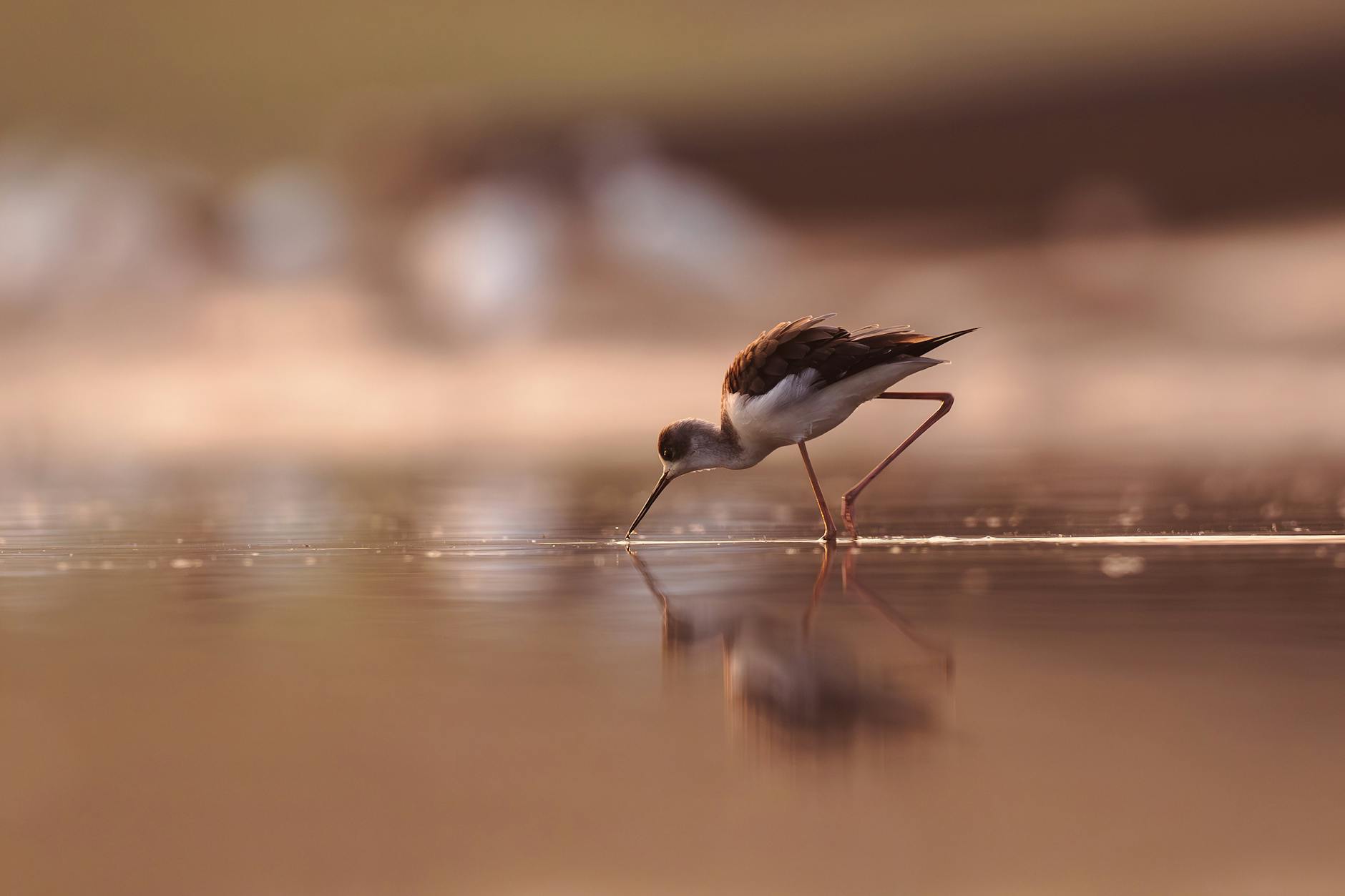 Photo by Bitnik Gao | via Pexels | License: Pexels License | https://www.pexels.com/photo/black-winged-stilt-wading-in-tranquil-waters-34700105/