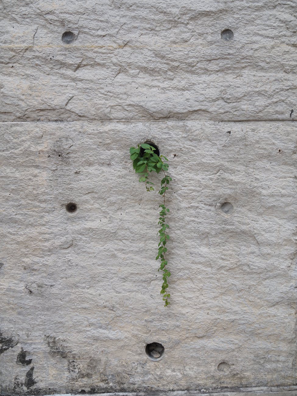 Photo by terry narcissan tsui | via Pexels | License: Pexels License | https://www.pexels.com/photo/urban-resilience-plant-emerging-from-stone-wall-34712442/