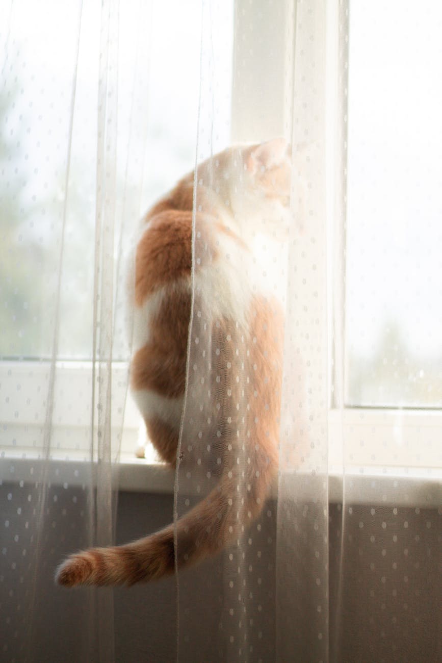 Photo by Зоряна Русин | via Pexels | License: Pexels License | https://www.pexels.com/photo/ginger-cat-sitting-behind-white-sheer-curtain-34721472/