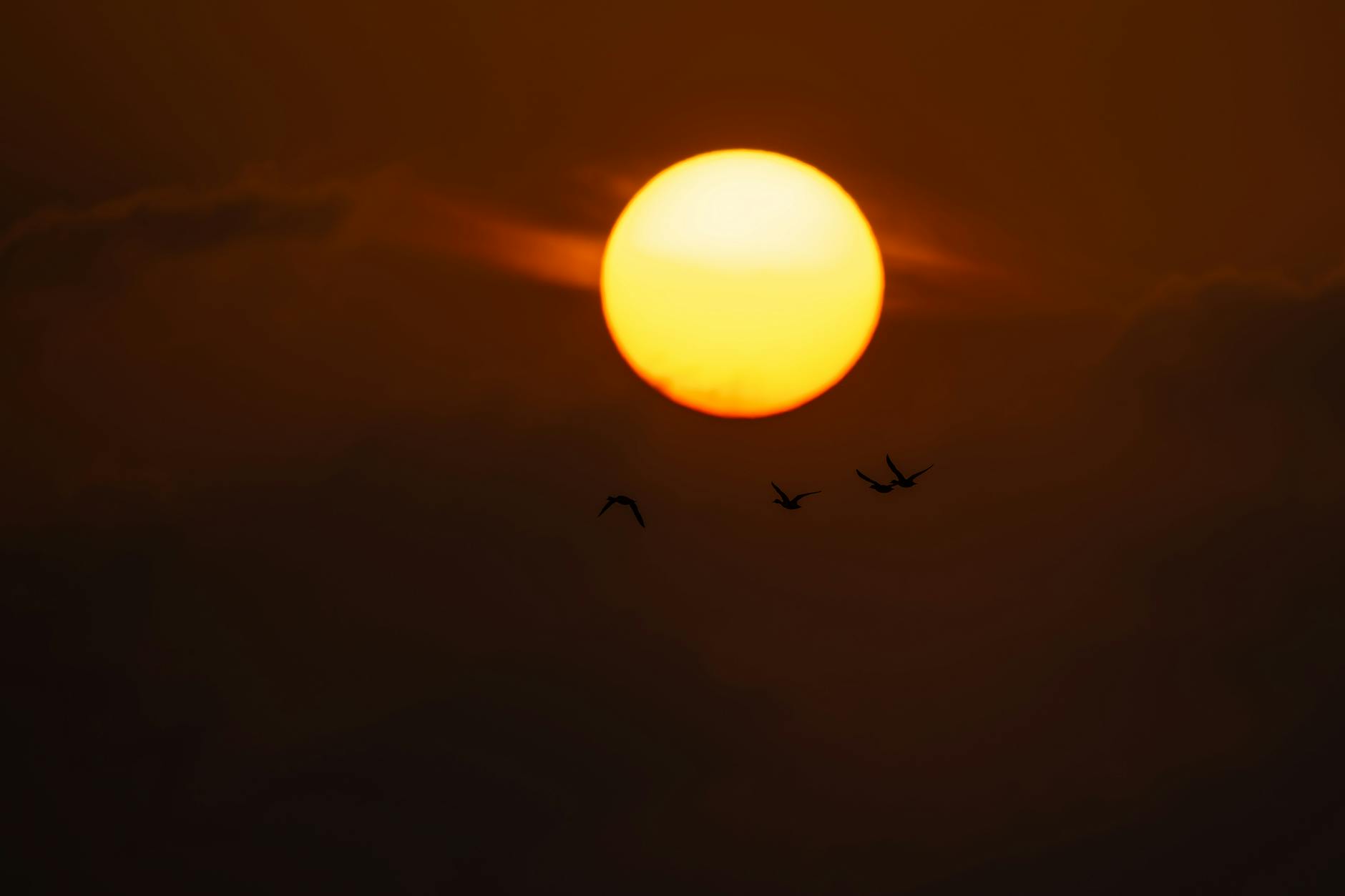 Photo by Bitnik Gao | via Pexels | License: Pexels License | https://www.pexels.com/photo/serene-sunset-with-silhouetted-birds-in-flight-34781321/