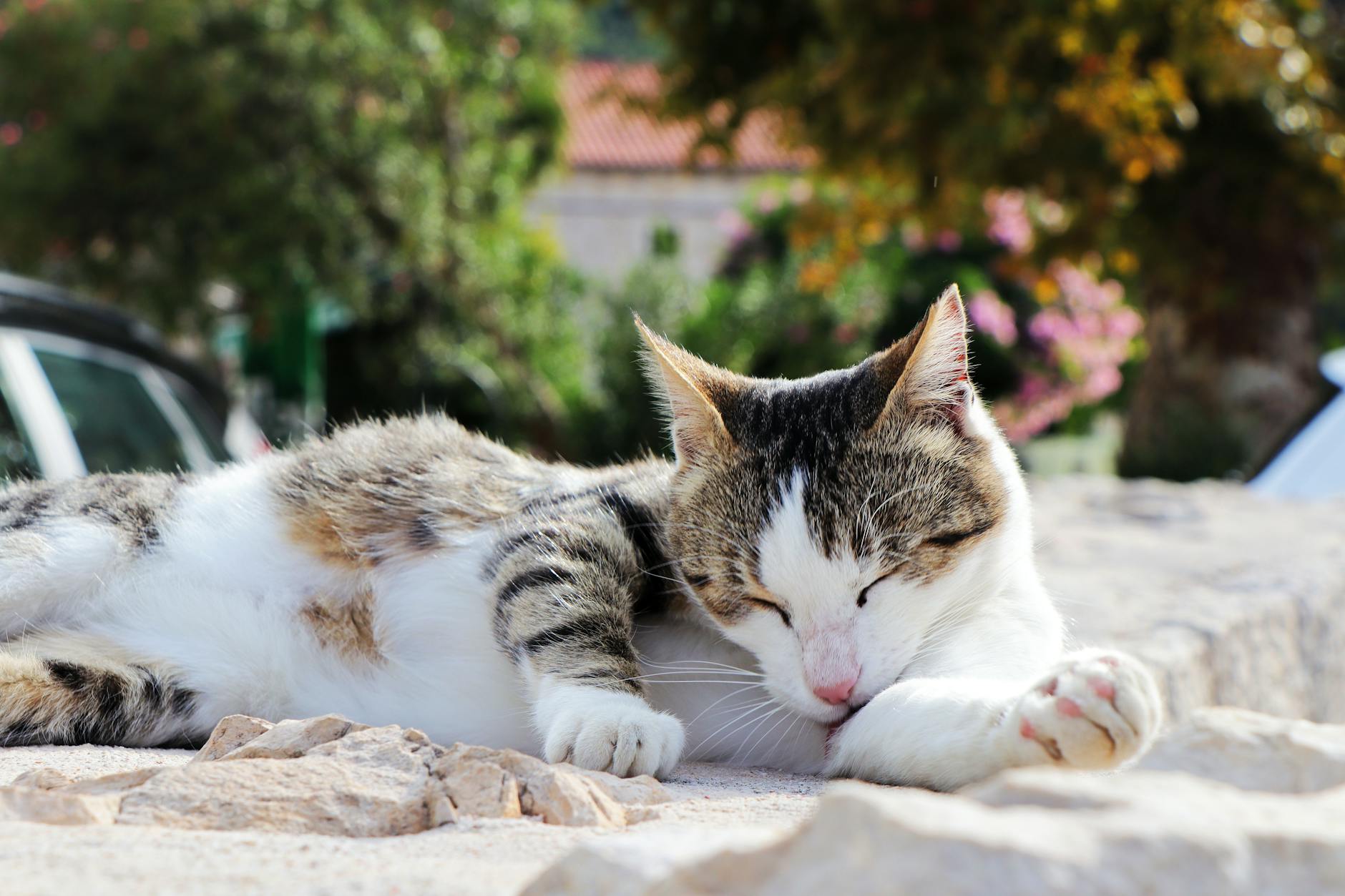 Photo by Alan Wang | via Pexels | License: Pexels License | https://www.pexels.com/photo/relaxing-cat-lounging-in-sunny-ston-croatia-34876994/