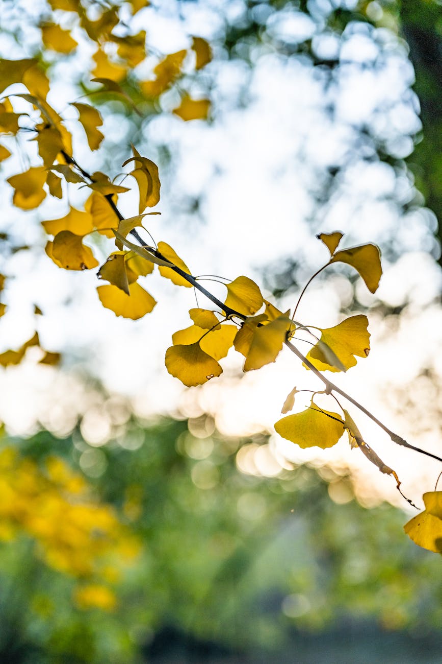 Photo by Cheng Shi Song | via Pexels | License: Pexels License | https://www.pexels.com/photo/golden-ginkgo-leaves-in-nanjing-china-34903201/