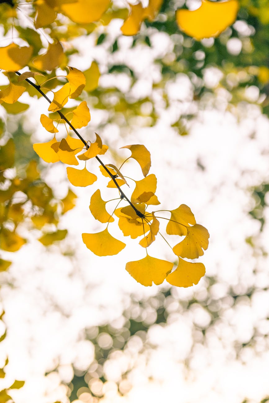 Photo by Cheng Shi Song | via Pexels | License: Pexels License | https://www.pexels.com/photo/golden-ginkgo-leaves-in-early-winter-sunlight-34903203/