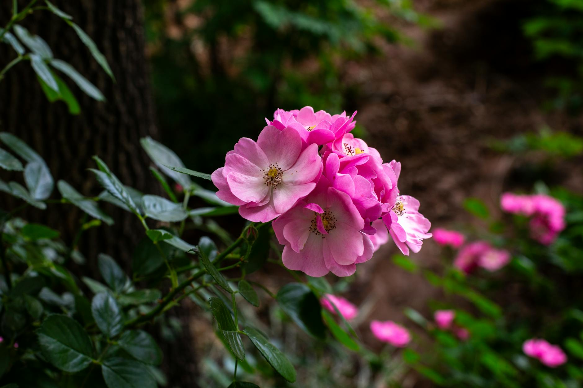 Photo by fei wang | via Pexels | License: Pexels License | https://www.pexels.com/photo/vibrant-pink-roses-in-a-lush-garden-setting-34932049/