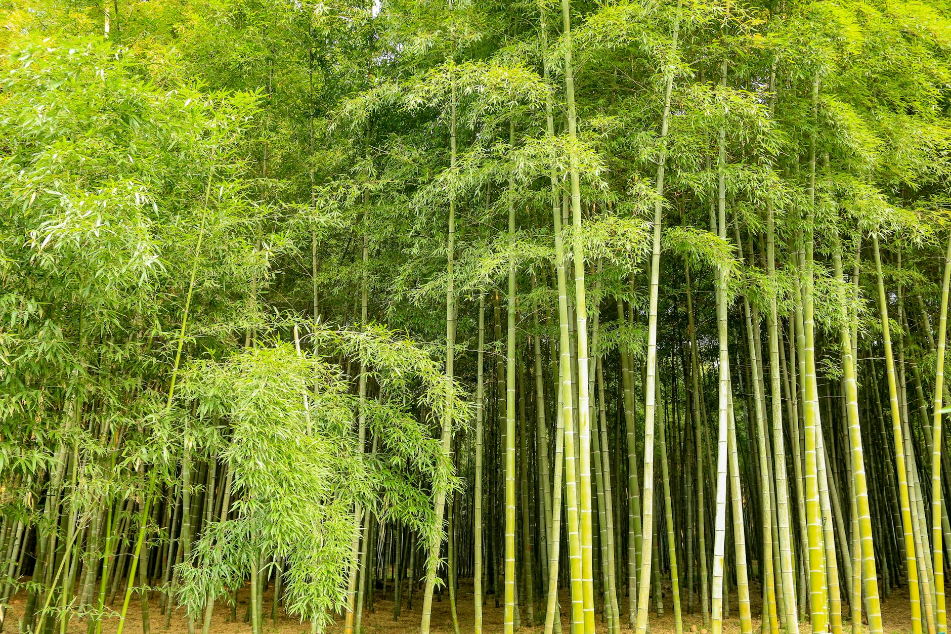 Photo by gh c | via Pexels | License: Pexels License | https://www.pexels.com/photo/view-of-a-bamboo-forest-12736042/