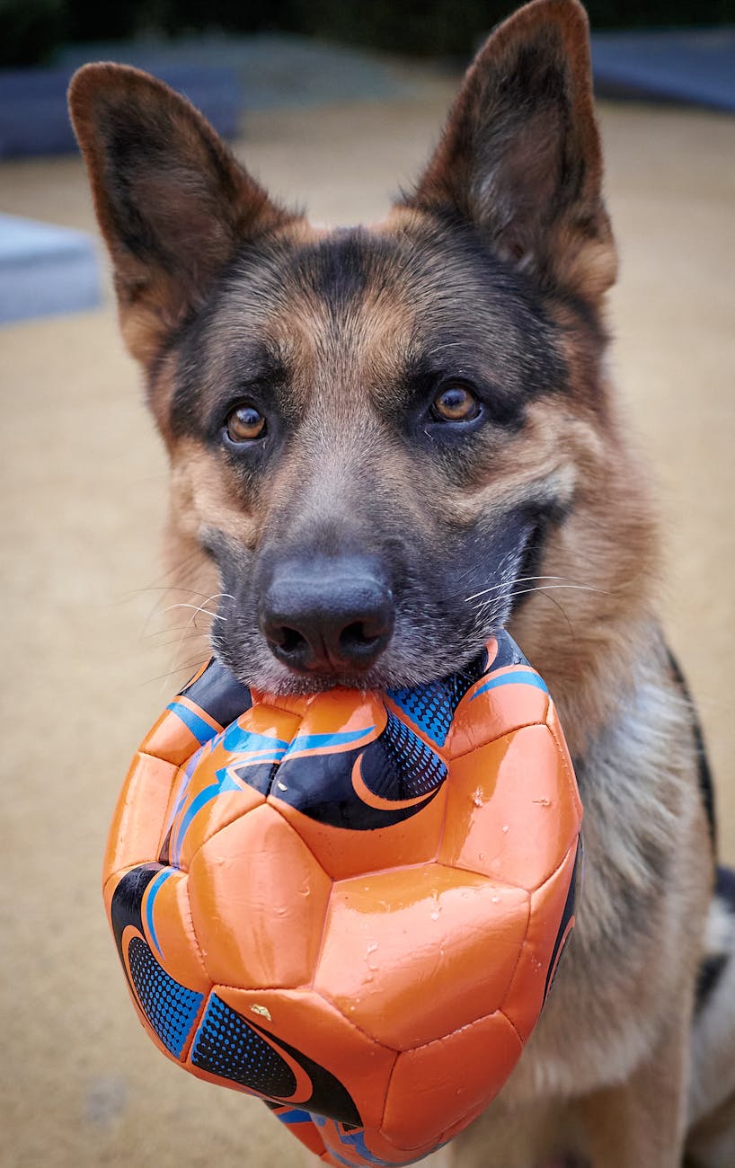 Photo by Genadi Yakovlev | via Pexels | License: Pexels License | https://www.pexels.com/photo/german-shepherd-with-soccer-ball-in-tbilisi-33308763/