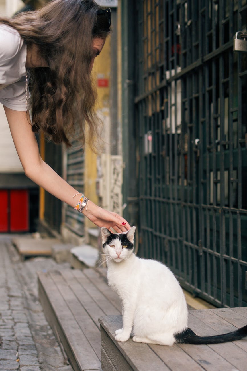Photo by Berna | via Pexels | License: Pexels License | https://www.pexels.com/photo/woman-petting-street-cat-in-istanbul-33828467/