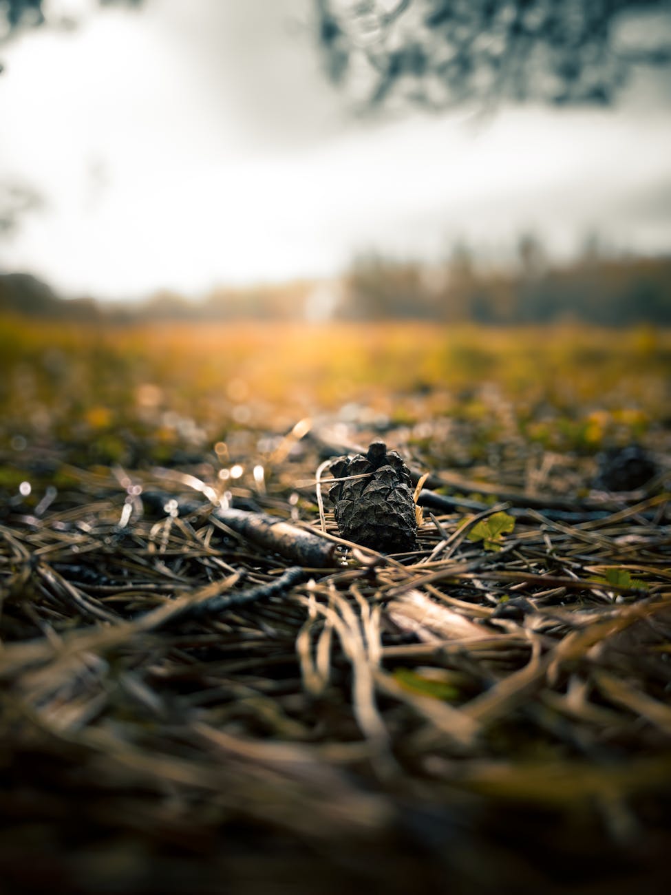 Photo by BingYe 39 | via Pexels | License: Pexels License | https://www.pexels.com/photo/pine-cone-on-the-forest-floor-in-harbin-china-34059957/
