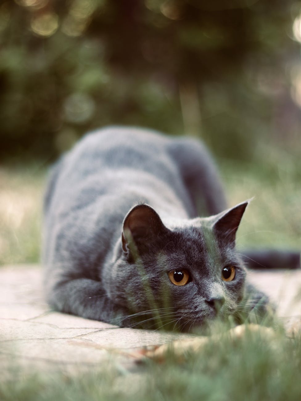 Photo by Samborskaya Anastasia | via Pexels | License: Pexels License | https://www.pexels.com/photo/gray-cat-relaxing-outdoors-on-a-warm-day-35117366/