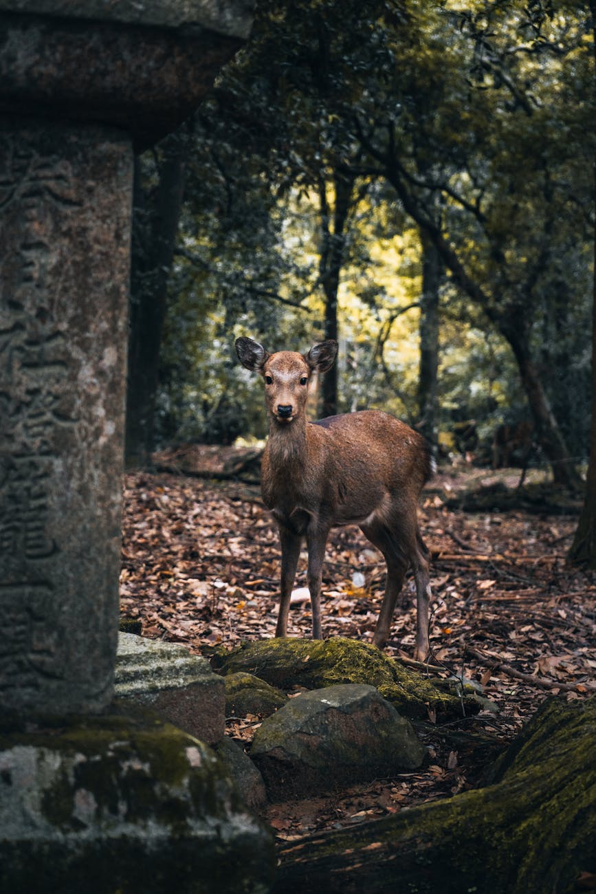 Photo by Sarmat Batagov | via Pexels | License: Pexels License | https://www.pexels.com/photo/sika-deer-in-nara-park-during-autumn-35139495/