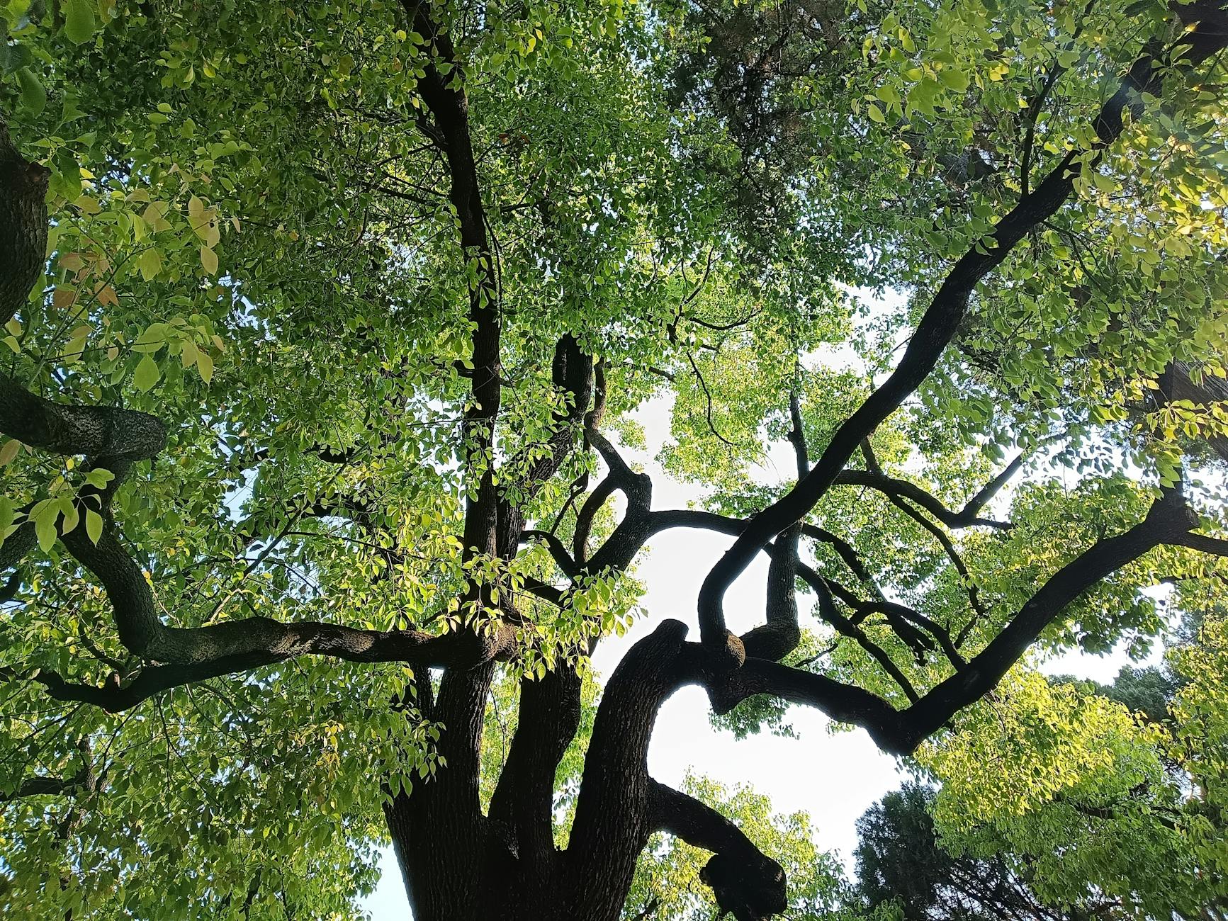 Photo by 周云苹 周 | via Pexels | License: Pexels License | https://www.pexels.com/photo/lush-green-canopy-of-a-majestic-tree-in-summer-35332118/