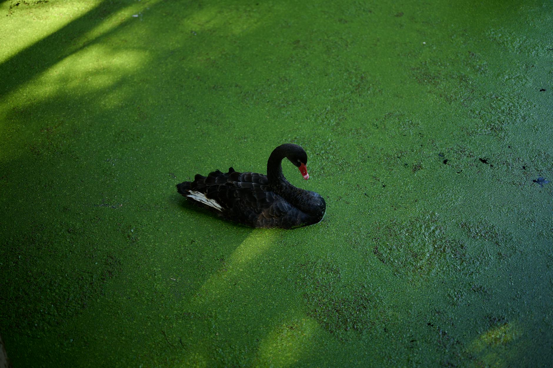 Photo by qi yuan | via Pexels | License: Pexels License | https://www.pexels.com/photo/black-swan-swimming-in-green-algae-pond-35341449/