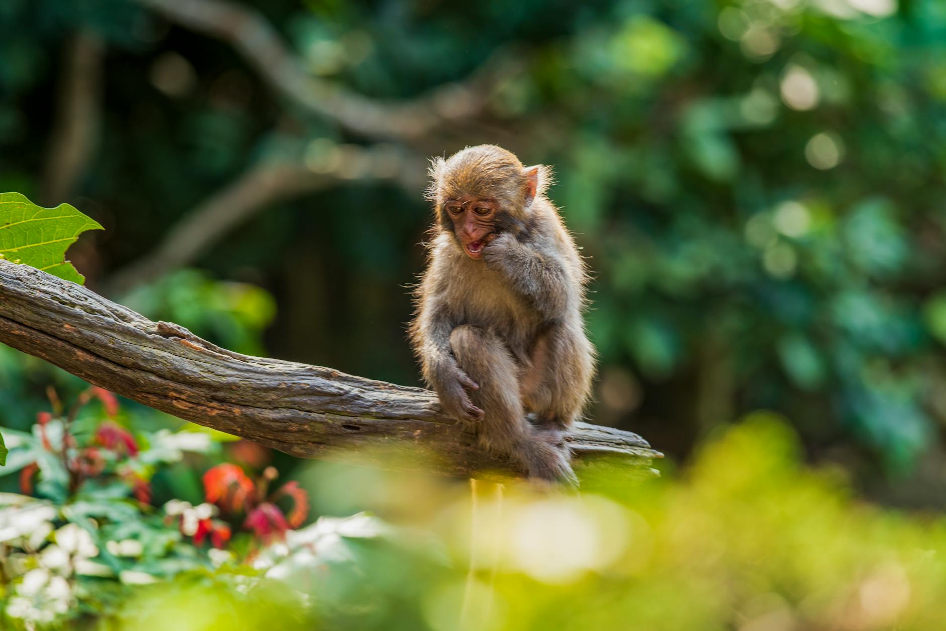Photo by Klub Boks | via Pexels | License: Pexels License | https://www.pexels.com/photo/brown-monkey-on-tree-branch-6822741/