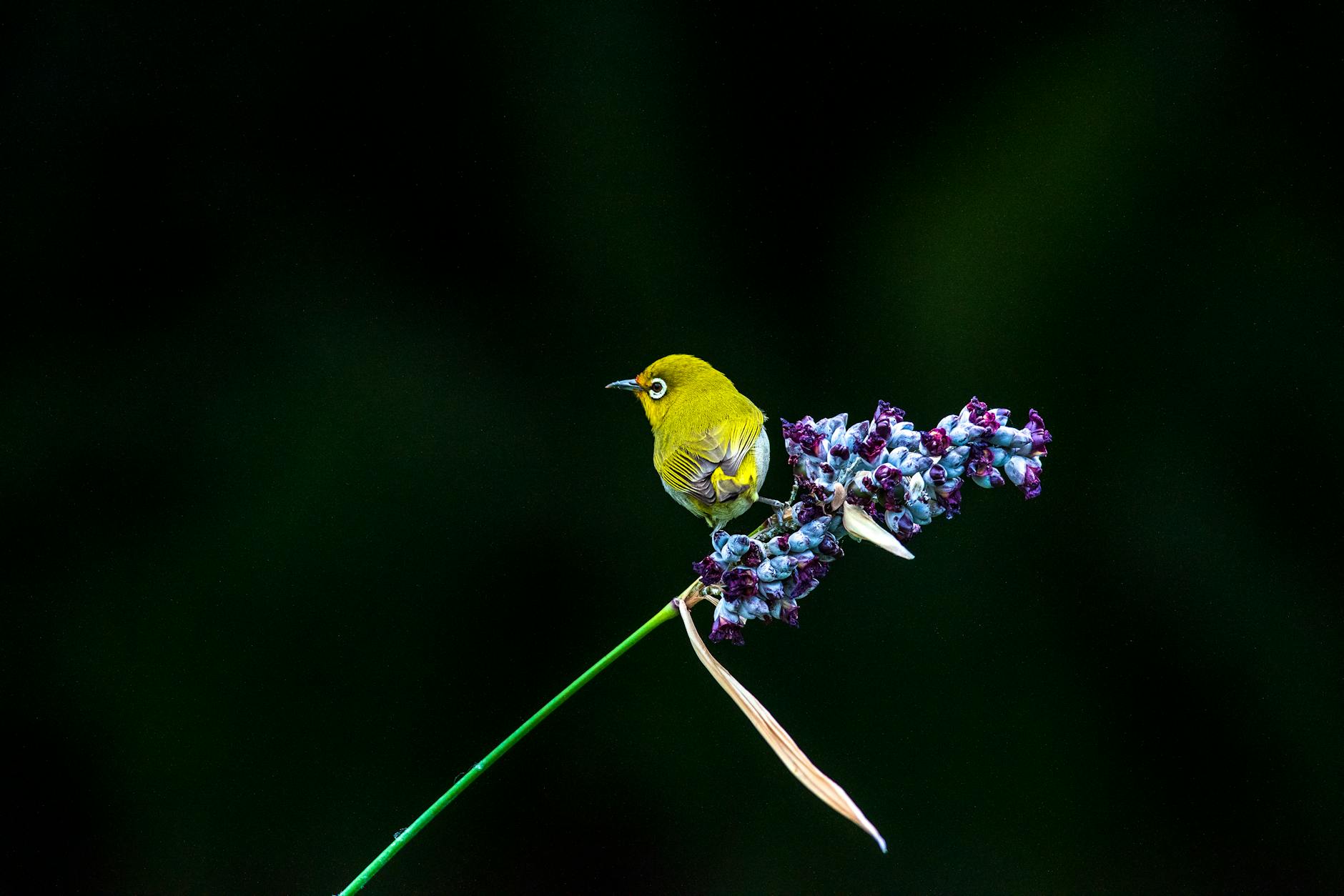 Photo by Klub Boks | via Pexels | License: Pexels License | https://www.pexels.com/photo/a-small-green-bird-perched-on-blue-flowers-7414659/