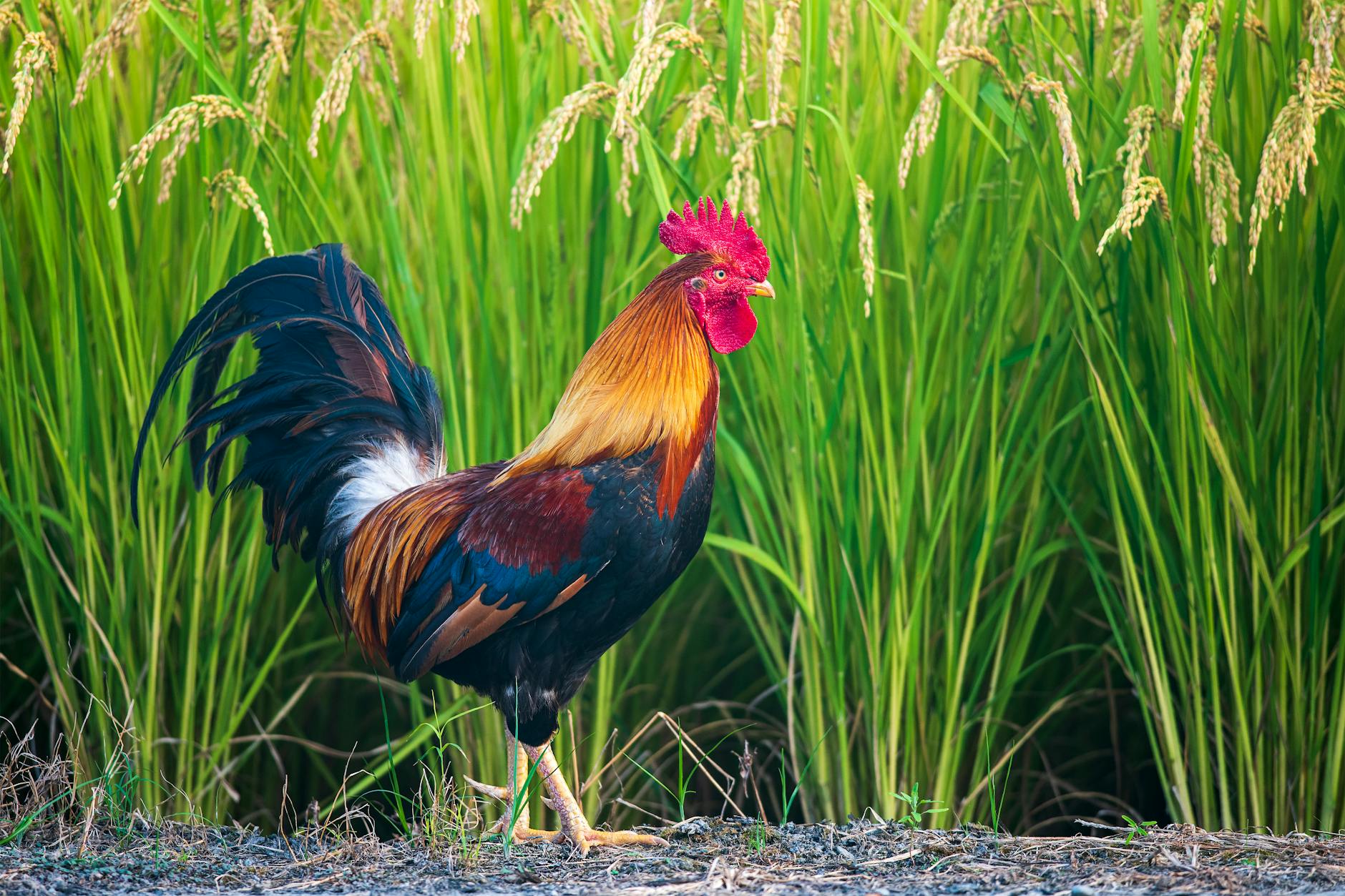 Photo by Klub Boks | via Pexels | License: Pexels License | https://www.pexels.com/photo/photo-of-a-walking-rooster-12560967/