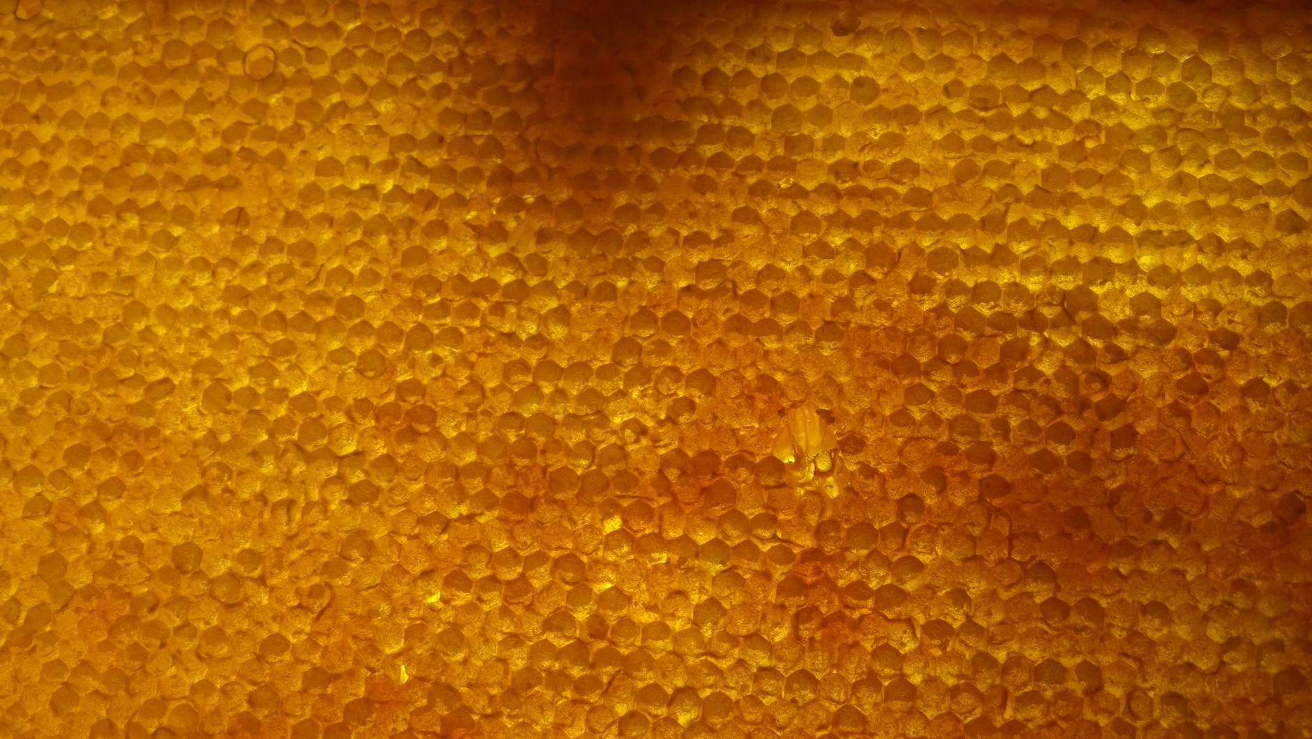 Photo by Anastasiia Melnyk | via Pexels | License: Pexels License | https://www.pexels.com/photo/close-up-of-honeycomb-structure-in-ukraine-34314973/