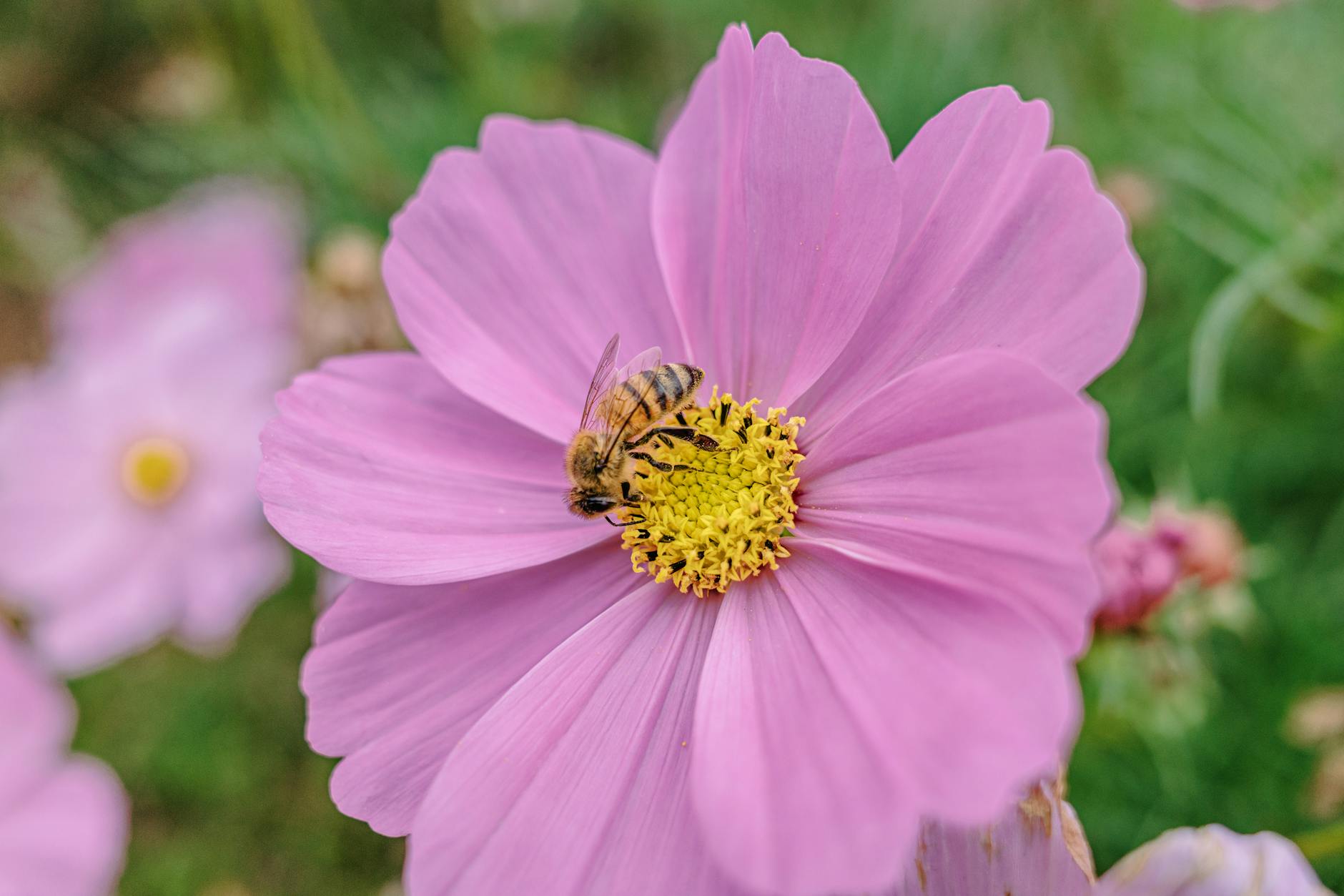 Photo by Zheng Xia | via Pexels | License: Pexels License | https://www.pexels.com/photo/macro-shot-of-bee-on-pink-cosmos-flower-35421819/