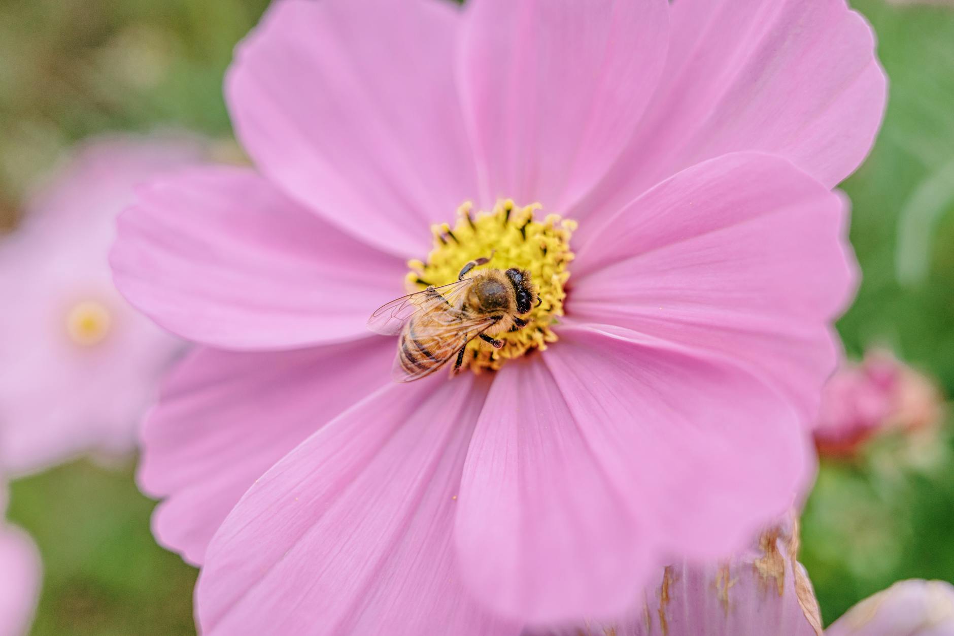 Photo by Zheng Xia | via Pexels | License: Pexels License | https://www.pexels.com/photo/bee-pollinating-pink-cosmos-flower-macro-shot-35421825/