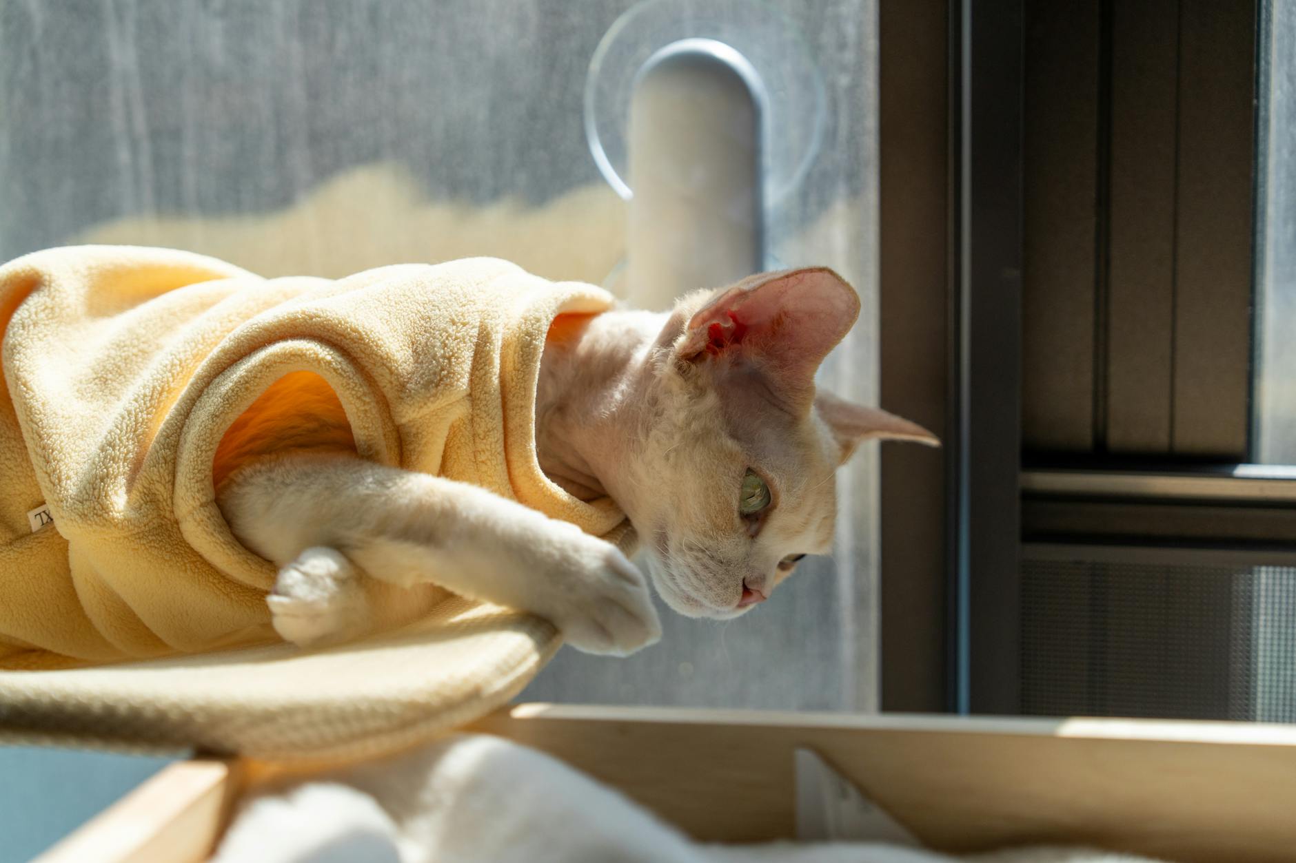 Photo by Chen EdisoN | via Pexels | License: Pexels License | https://www.pexels.com/photo/devon-rex-cat-relaxing-by-window-in-shenzhen-35500794/