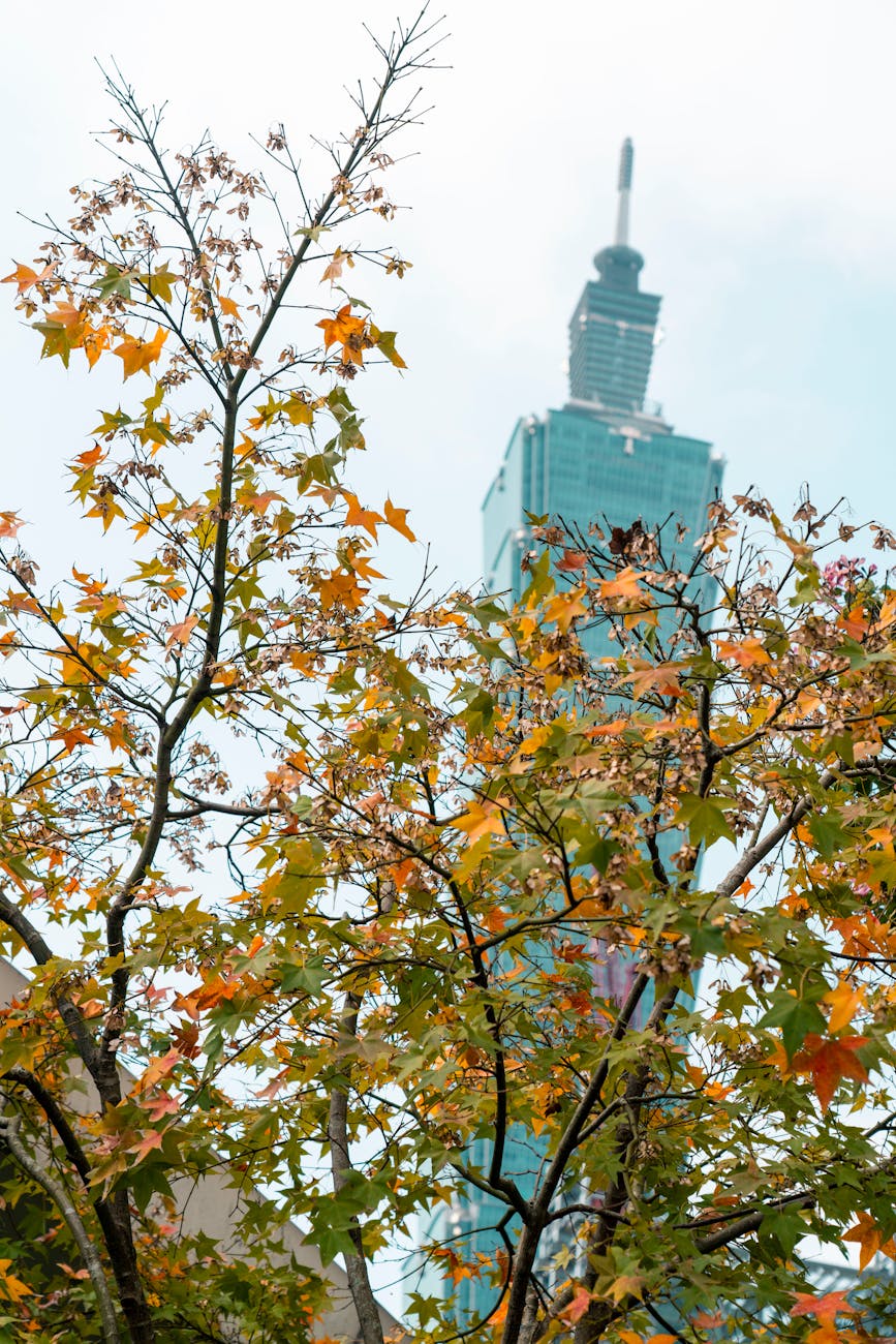 Photo by Jimmy Liao | via Pexels | License: Pexels License | https://www.pexels.com/photo/taipei-101-tower-with-autumn-leaves-in-focus-35530439/