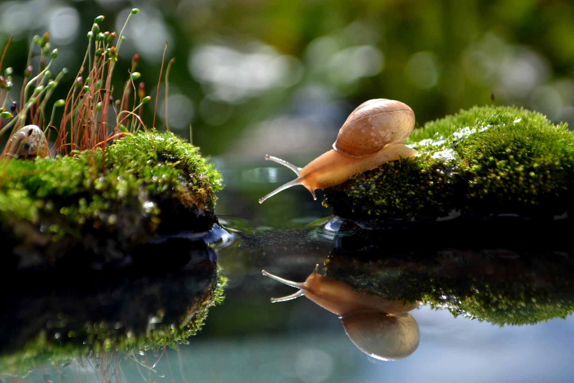 Photo by Irma Sjachlan | via Pexels | License: Pexels License | https://www.pexels.com/photo/snail-crawling-on-mossy-rock-by-water-reflection-35548342/