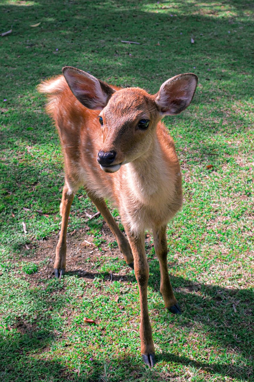 Photo by K ZHAO | via Pexels | License: Pexels License | https://www.pexels.com/photo/young-deer-grazing-in-nara-park-japan-35570032/