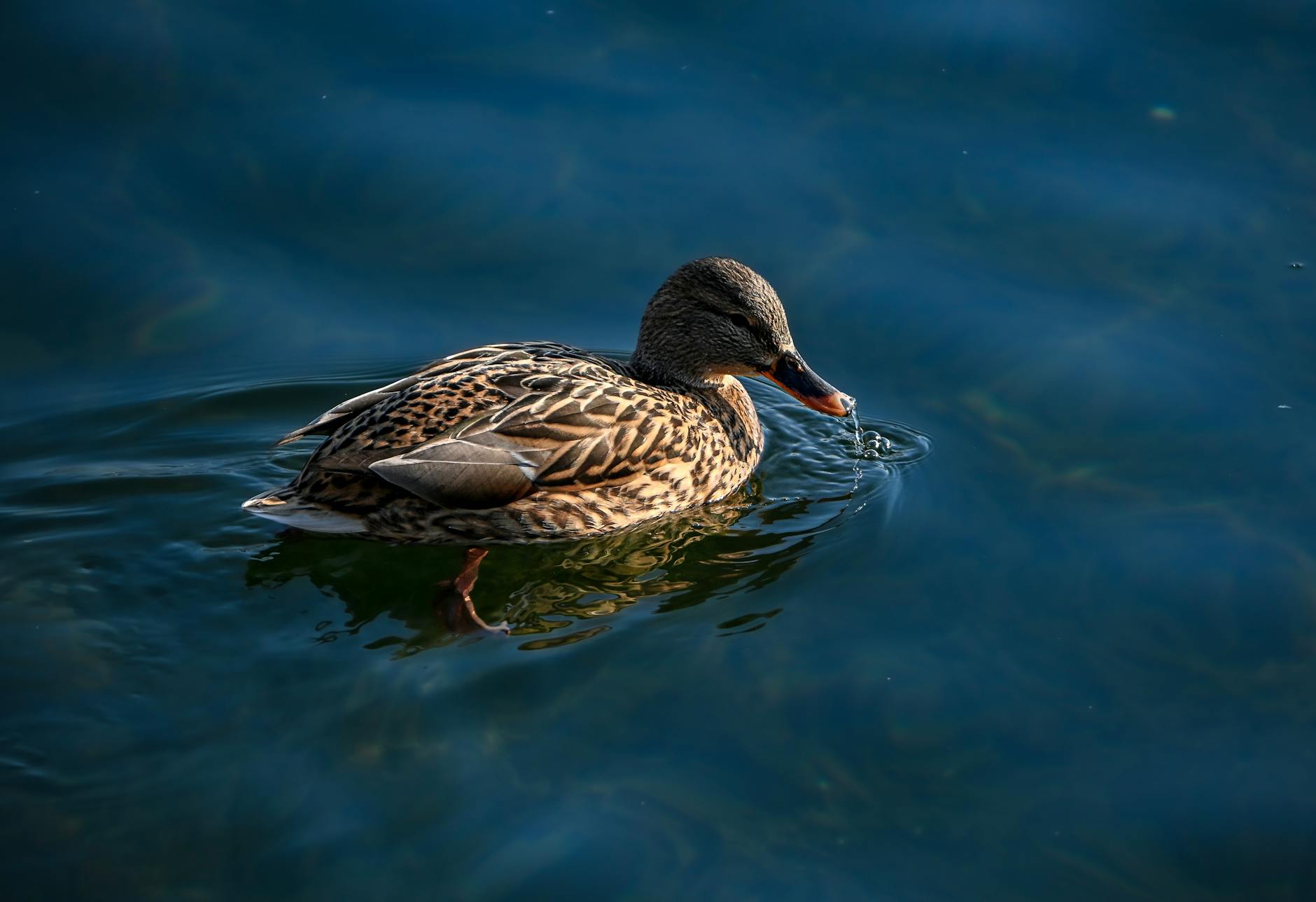 Photo by K ZHAO | via Pexels | License: Pexels License | https://www.pexels.com/photo/wild-mallard-duck-swimming-in-beijing-waters-35620478/