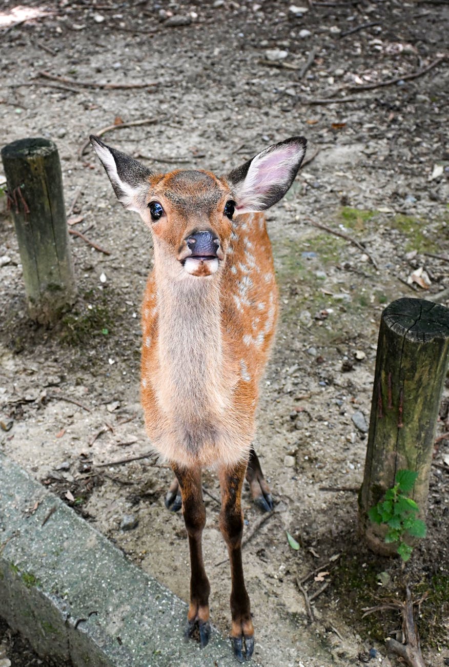 Photo by K ZHAO | via Pexels | License: Pexels License | https://www.pexels.com/photo/young-deer-in-nara-park-japan-35661459/