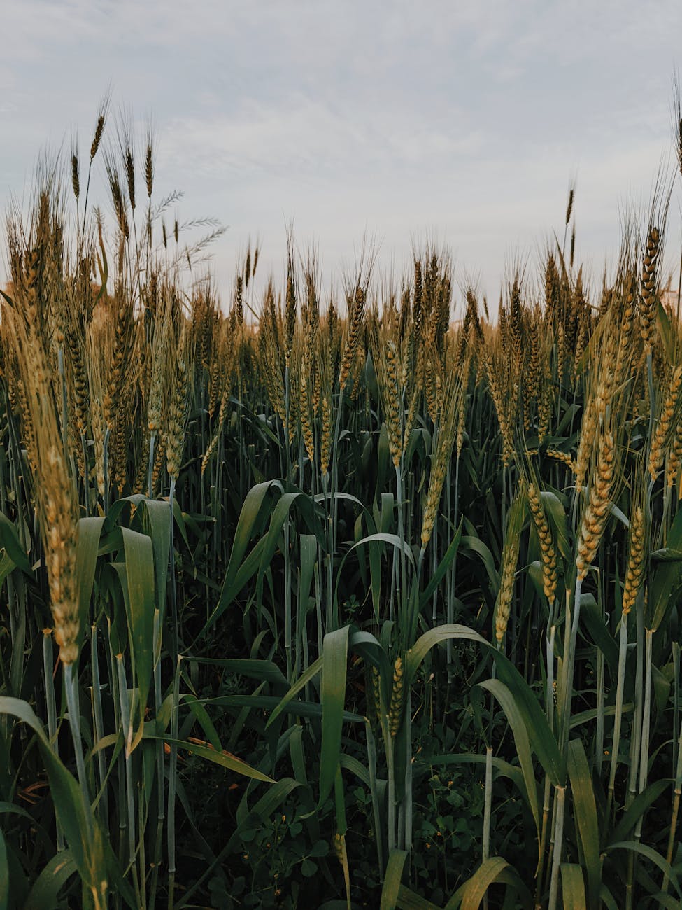 Photo by Shivansh  Sharma | via Pexels | License: Pexels License | https://www.pexels.com/photo/a-wheat-field-under-the-cloudy-sky-6768245/