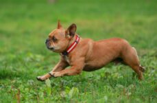 Photo by Koji Kikuhara | via Pexels | License: Pexels License | https://www.pexels.com/photo/french-bulldog-running-in-green-field-30989485/