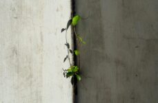 Photo by terry narcissan tsui | via Pexels | License: Pexels License | https://www.pexels.com/photo/vibrant-green-plant-on-concrete-wall-in-hong-kong-33783898/
