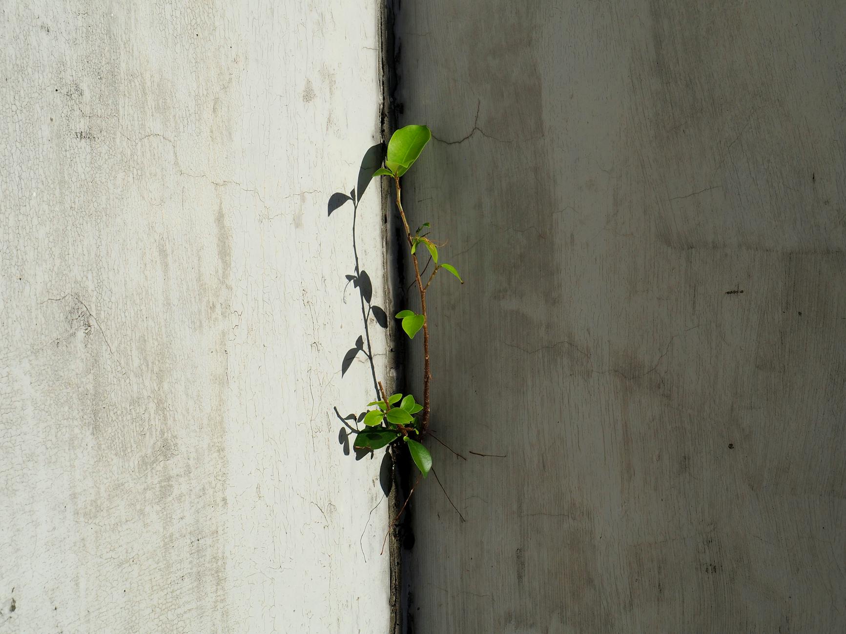 生命的陌生旅人：元神的離體之謎