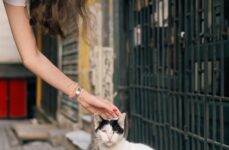 Photo by Berna | via Pexels | License: Pexels License | https://www.pexels.com/photo/woman-petting-street-cat-in-istanbul-33828467/