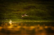 Photo by Bitnik Gao | via Pexels | License: Pexels License | https://www.pexels.com/photo/dramatic-sunset-flight-of-a-wild-duck-over-water-34290315/