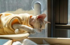 Photo by Chen EdisoN | via Pexels | License: Pexels License | https://www.pexels.com/photo/devon-rex-cat-relaxing-by-window-in-shenzhen-35500794/