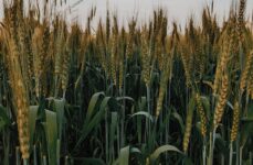 Photo by Shivansh  Sharma | via Pexels | License: Pexels License | https://www.pexels.com/photo/a-wheat-field-under-the-cloudy-sky-6768245/